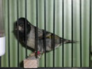 Файл=111_Vogelausstellung_032.JPG
Объём=45КБ
Размеры=533x400
Дата=Дек 10, 2006 111_Vogelausstellung_032.JPG