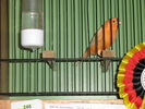 111_Vogelausstellung_041.JPG