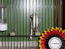 111_Vogelausstellung_042.JPG