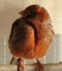 Canary_001.JPG