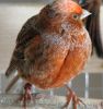Canary_004.JPG