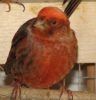 Canary_008.JPG