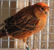 Canary_010.JPG
