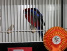 Файл=111_Vogelausstellung_017.JPG
Объём=60КБ
Размеры=533x400
Дата=Дек 11, 2006 111_Vogelausstellung_017.JPG