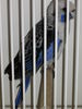 Файл=111_Vogelausstellung_018.JPG
Объём=34КБ
Размеры=300x400
Дата=Дек 11, 2006 111_Vogelausstellung_018.JPG