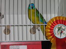 Файл=111_Vogelausstellung_020.JPG
Объём=53КБ
Размеры=533x400
Дата=Дек 11, 2006 111_Vogelausstellung_020.JPG