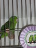 Filnavn=111_Vogelausstellung_022.JPG
Filstørrelse=37KB
Dimensjoner=300x400
Lagt inn dato=11. Des, 2006 111_Vogelausstellung_022.JPG