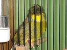 Файл=111_Vogelausstellung_030.JPG
Объём=58КБ
Размеры=533x400
Дата=Дек 11, 2006 111_Vogelausstellung_030.JPG