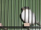 Файл=111_Vogelausstellung_035.JPG
Объём=51КБ
Размеры=533x400
Дата=Дек 11, 2006 111_Vogelausstellung_035.JPG