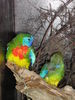 Файл=111_Vogelausstellung_046.JPG
Объём=54КБ
Размеры=300x400
Дата=Дек 11, 2006 111_Vogelausstellung_046.JPG