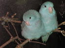 Файл=111_Vogelausstellung_048.JPG
Объём=49КБ
Размеры=533x400
Дата=Дек 11, 2006 111_Vogelausstellung_048.JPG