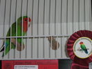 Fitxategia=111_Vogelausstellung_049.JPG
Tamaina=49KB
Neurriak=533x400
Igotze data=2006(e)ko Abe(a)ren 11(e)an 111_Vogelausstellung_049.JPG