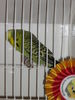 Файл=111_Vogelausstellung_050.JPG
Объём=37КБ
Размеры=300x400
Дата=Дек 11, 2006 111_Vogelausstellung_050.JPG
