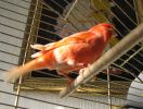 Canary_012.JPG