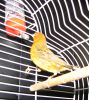 Canary_016.JPG