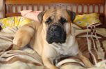 Filnavn=DSC00158_копия.jpg
FilstГёrrelse=48KB
Dimensjoner=615x400
Lagt inn dato=02. Des, 2007 DSC00158_копия.jpg