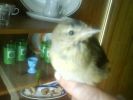 DSC00098.JPG