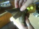 DSC00115.JPG
