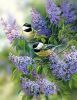 41889870_1238569787_14__Rosemary_Millette.jpg