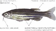 danio_rerio.gif