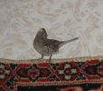 IMG_5942.JPG