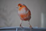 DSC_0294.JPG