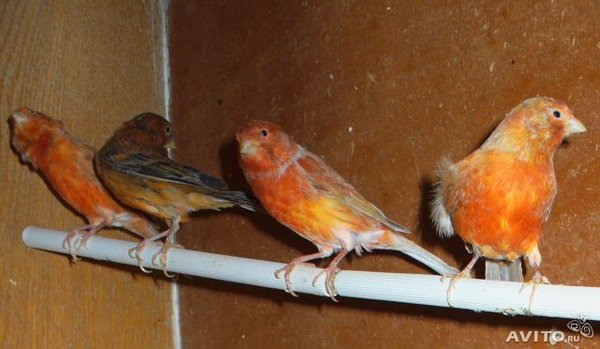 кен2.jpg (40.34 КБ) Просмотров: 2441 кен2.jpg