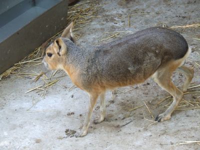 DSCF0467.JPG
