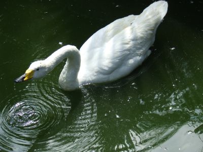 DSCF0463.JPG