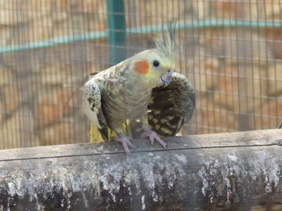 DSCF0499.JPG