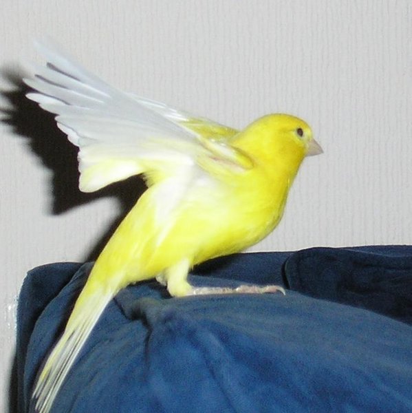 красавец 1.JPG (59.82 КБ) Просмотров: 5502 красавец 1.JPG