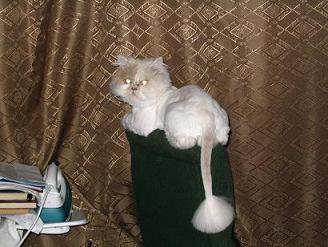 После стрижки.JPG
