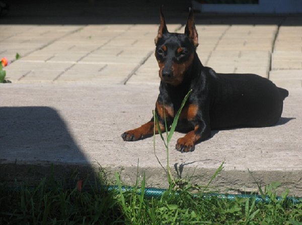 IMG_2782 дл.jpg (112.86 КБ) Просмотров: 23162 IMG_2782 дл.jpg