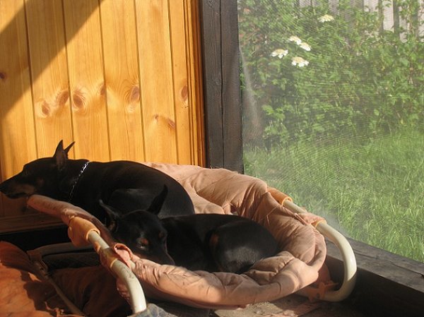 IMG_2793дл.jpg (116.56 КБ) Просмотров: 23157 IMG_2793дл.jpg