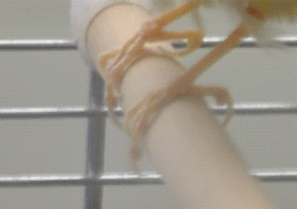 Безымянный.GIF (45.37 КБ) Просмотров: 2027 Безымянный.GIF