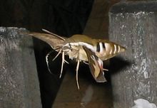 мотыль3 [iPod Photo].jpg
