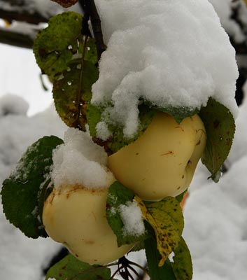 урожай 2007.jpg