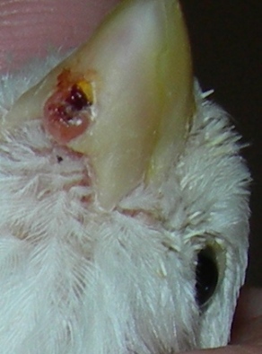 DSCN4643a.JPG