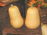 Butternut.jpg