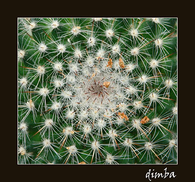 растительный аналог Ежа.jpg