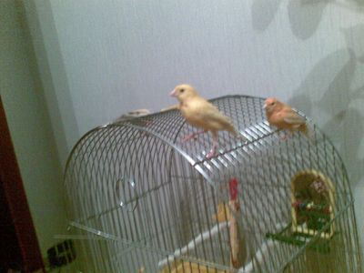 Жако и Джони.jpg