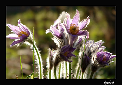 прострел, он же Сон-трава.jpg
