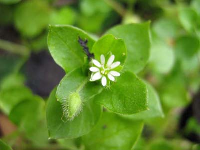 fleur-blanche-inconnue.jpg