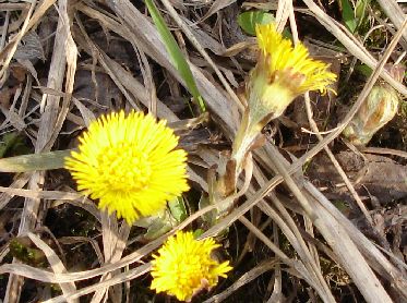 DSC04755 - копия.JPG