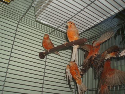 самочки.jpg