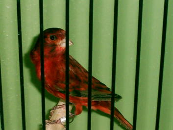 schawarz onyx rot intensiv.jpg