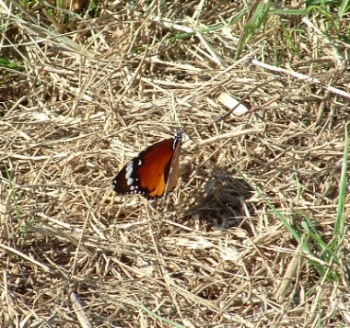 DSCF0143.JPG