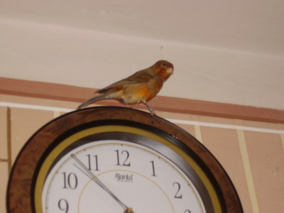 PB050007 канарейка.jpg