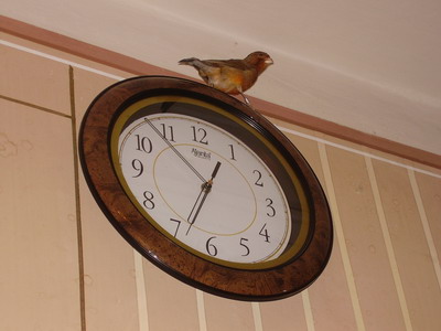PB050006 канарейка.jpg