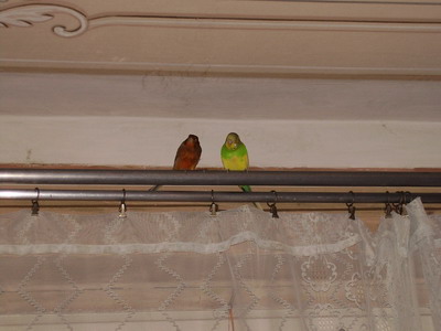 P1020011 Кеша и Твити.jpg